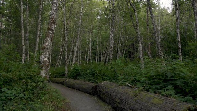 Red alder trees, Alnus rubra, at Ralph River campground, Strathcona Provincial Park, British Columbia, Canada