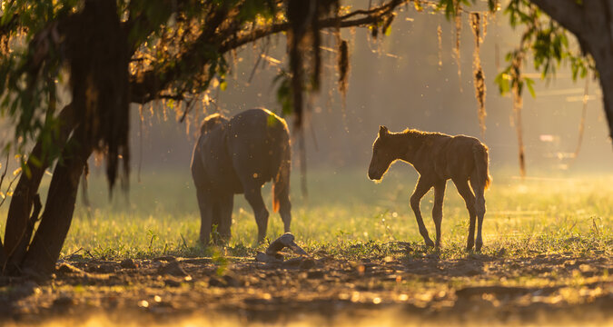 Brumby mother and foal grazing in the early morning sun around Yellow Water in Kakadu National Park, Norther Territory, Australia