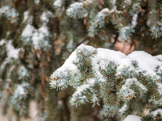 Green fir branches in winter covered with snow © Dmitrii Potashkin