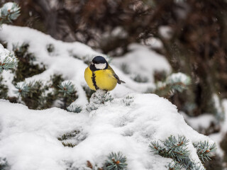 Cute bird Great tit, songbird sitting on the fir branch with snow in winter © Dmitrii Potashkin