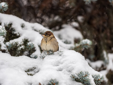 Sparrow sits on a fir branch with snow in winter