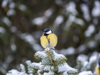 Cute bird Great tit, songbird sitting on the fir branch with snow in winter © Dmitrii Potashkin