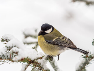 Naklejka premium Cute bird Great tit, songbird sitting on the fir branch with snow in winter