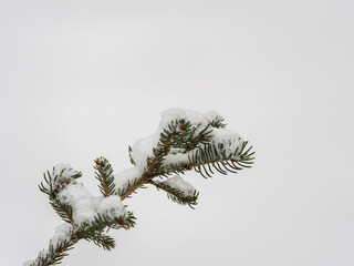 Green fir branches in winter covered with snow © Dmitrii Potashkin