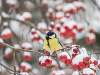 Cute bird Great tit, songbird sitting on a branch without leaves in the autumn or winter. © Dmitrii Potashkin