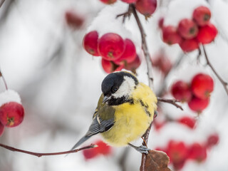 Cute bird Great tit, songbird sitting on a branch without leaves in the autumn or winter. © Dmitrii Potashkin