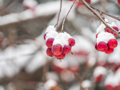 Frozen red apples covered with snow on a branch on a blured background