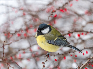 Cute bird Great tit, songbird sitting on a branch without leaves in the autumn or winter. © Dmitrii Potashkin