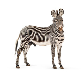 Naklejka premium Grevy's zebra standing looking at camera