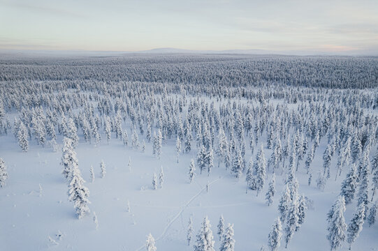 Aerial view of a vast snow-covered forest with frost-laden pine trees under a soft winter sky in Saariselka, Lapland, Finland.