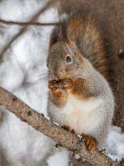 Fototapeta premium The squirrel with nut sits on tree in the winter or late autumn
