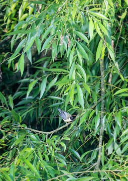 Small songbird a Great Tit (Parus major) on branch.