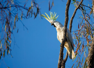 Wild and excited Sulphur-crested Cockatoo (Cacatua galerita) on a branch in the Kakadu National Park, Northern Territory, Australia © Reto Ammann