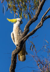 Wild Sulphur-crested Cockatoo (Cacatua galerita) on a branch in the Kakadu National Park, Northern Territory, Australia © Reto Ammann
