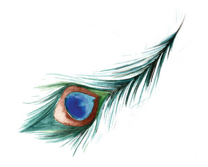 Watercolor peacock feather illustration isolated on transparent background © Aquarius Creative