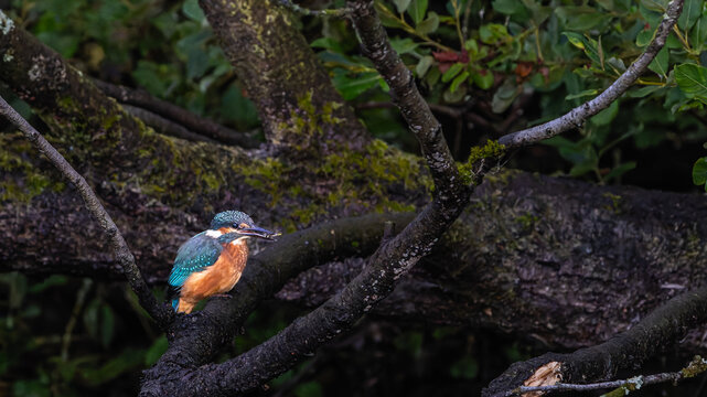 Common kingfisher or alcedo atthis only 18 cm long in tree with catch in beak