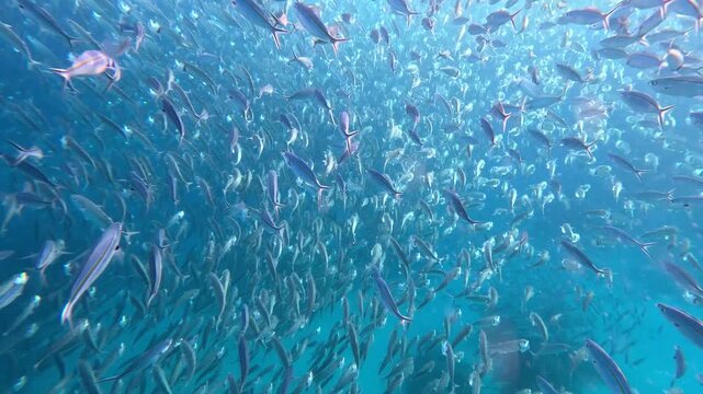 Mesmerising underwater scene of fish feeding frenzy with big shoal schooling fusiliers and long jawed mackerel fish moving in unison in tropical waters of Yasawa Islands, Fiji, South Pacific