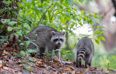 raccoon on tree © Hendrys