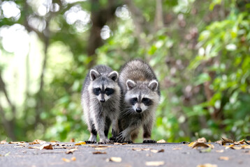 raccoon on tree © Hendrys