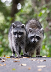 raccoon on tree © Hendrys