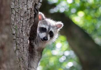raccoon on tree © Hendrys
