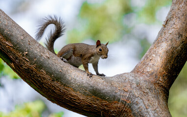 squirrel on a tree © Hendrys