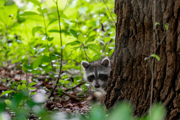 raccoon on tree © Hendrys