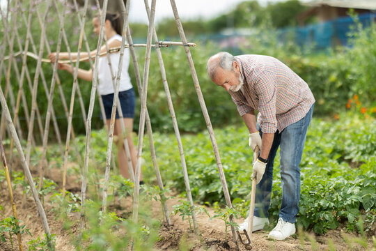 Elderly man uses a hoe to remove weeds from his garden beds