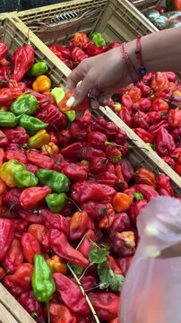 Young woman hand selecting fresh peppers at local market