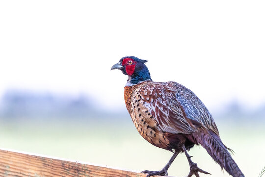 A male ring-necked pheasant (Phasianus colchicus), a colorful, long-tailed game bird perched on a wooden fence,