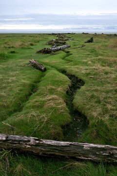 Ishikawa coastal meadow storm washed driftwood on green ground