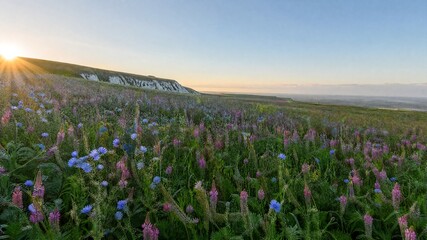 Fototapeta premium Sainfoin chicory meadow with sunset in the background