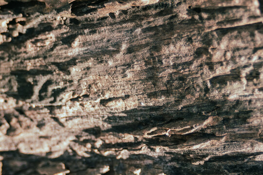 Aged wood texture showing intricate grain patterns, rough surface, and natural knots, creating a rustic background for design or wallpaper concepts