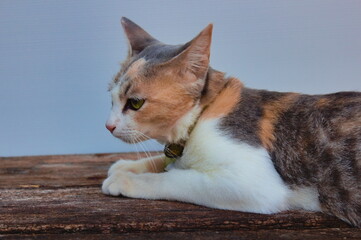 A cute cat in a natural setting. © desing 3d rendering 