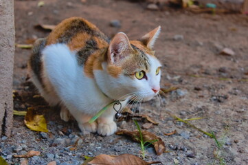A cute cat in a natural setting. © desing 3d rendering 