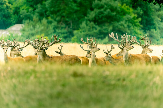 Herd of deer with large antlers all up as animals lift heads