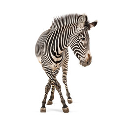 Naklejka premium Grevy's zebra walking on white background