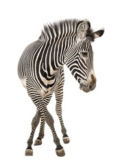 Fototapeta premium Grevy's zebra standing with black and white stripes