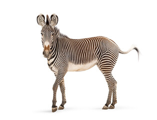 Naklejka premium Grevy's zebra standing with distinctive stripes on white