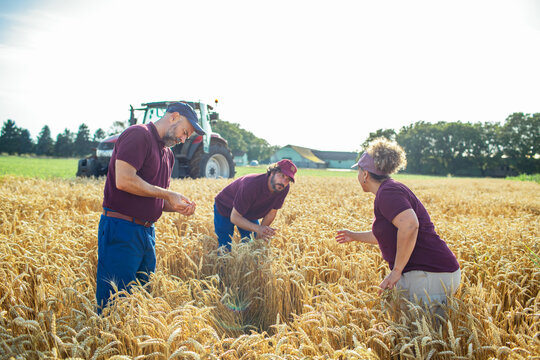Farm workers inspecting ripe wheat field with tractor