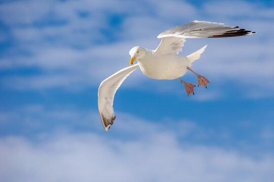 White and grey seagull soaring in flight with yellow beak, Low angle view of wild sea birds, European herring gull flying overhead with wings spread wide against blue clear sky background in summer.
