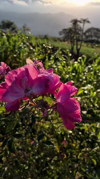 Beautiful blooming pink rose (Rosa) in East Nusa Tenggara highlands at sunrise with mountain views.