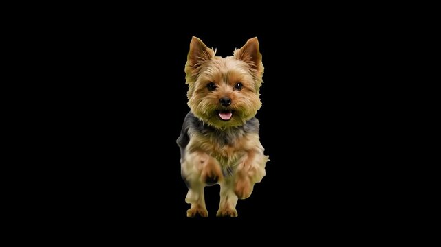 A cute Yorkshire Terrier running fast toward the camera, isolated on a dark black background. Perfect for pet food marketing, studio animal footage, high-contrast action clips, and canine visual effec