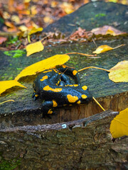 Naklejka premium CLOSE UP, DOF: Fire salamander curled on a wet tree stump among bright yellow autumn leaves. Its glossy black skin and vivid markings stand out sharply against a softly blurred forest background.