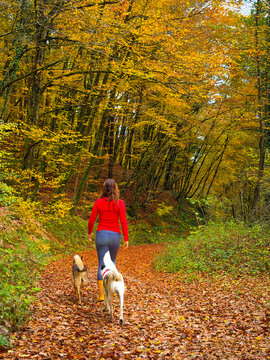 Young woman walks with two mixed breed dogs along a winding forest path covered with carpet of fallen brown leaves. Exploring colorful woods in vibrant autumn season in company of loyal furry friends.