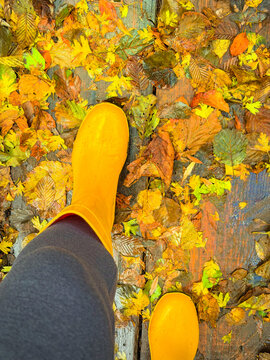 TOP DOWN, FPV, POV: Bright yellow rain boots stepping across a damp wooden surface strewn with colorful autumn leaves. Woman walks through moist woodland setting on a rainy day in Dolenjska, Slovenia.