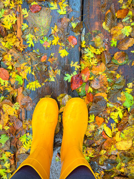 TOP DOWN, FPV, POV: Bright yellow rain boots stand on a wet wooden bridge covered with a colorful carpet of fallen autumn leaves. Peaceful walk through woodland on a rainy day in beautiful fall season