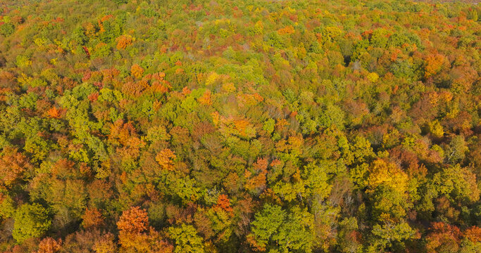AERIAL TOP DOWN: Dense mixed woodland where sunlit treetops display soft green, amber, yellow and orange tones. Rich natural pattern with warm autumn colors stretching across pristine forest landscape