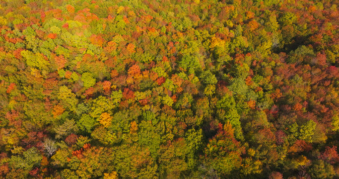 AERIAL TOP DOWN: Dense autumn forest with treetops in green, yellow, ochre and orange shades that form a textured natural mosaic. Seasonal change across an uninterrupted, pristine woodland landscape.