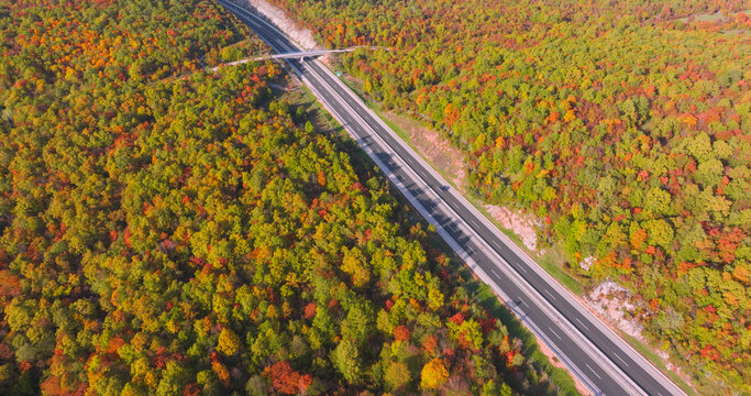 AERIAL: Curved overpass crossing highway that winds through forests in Croatia. Transportation infrastructure surrounded by colourful autumn trees forms a striking seasonal pattern in sunny landscape